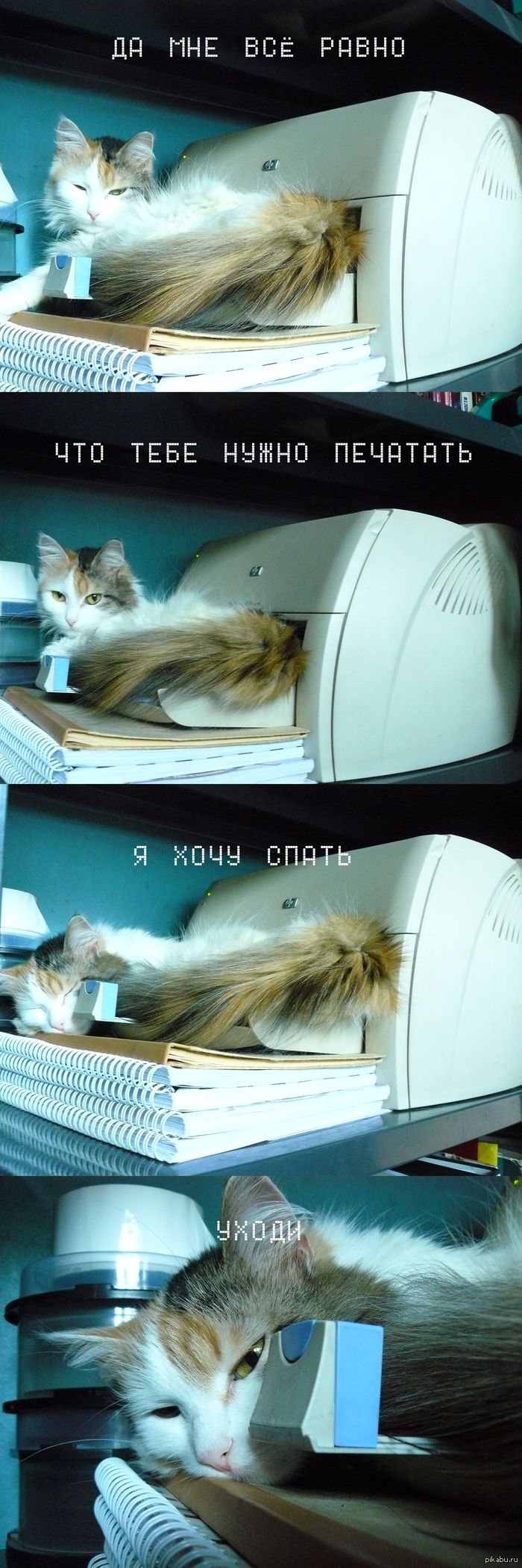 Просто немного кота