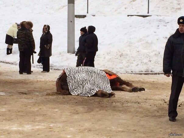 В Иванове у Деда Мороза умерла лошадь