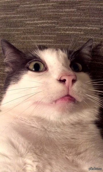 Озарение кота.