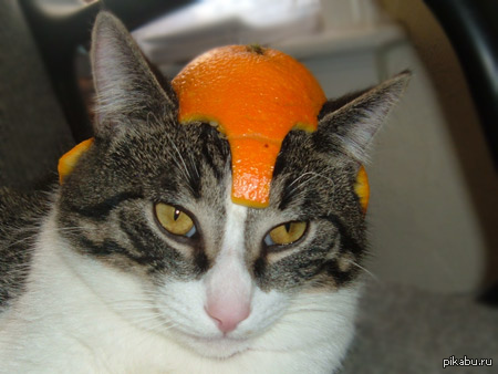 Скоро!У всех котэ новогодние шлемы по всей России и СНГ.