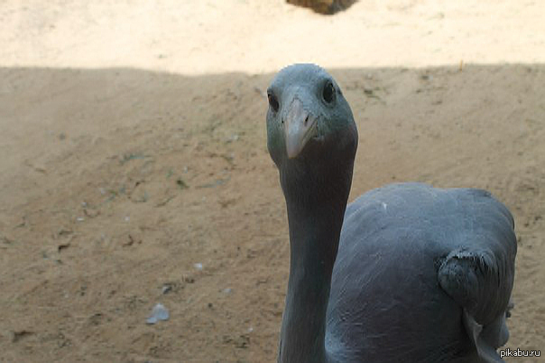 Heron from the zoo on the island of Fuerteventura - My, Heron, Sight, Birds, Fuerteventura