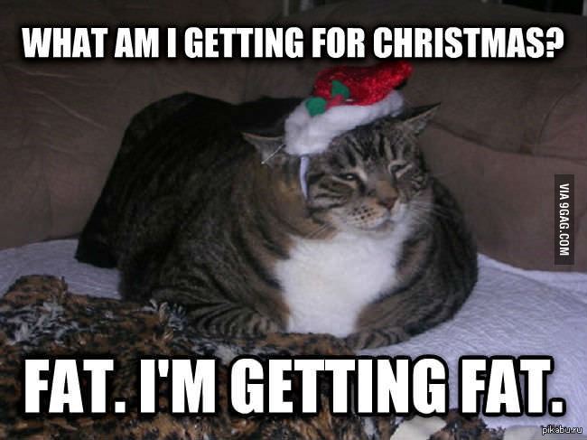 His cat is fat. Fat Cat Christmas. Im not fat кот. What did you get for Christmas. Я мы толстый кот.