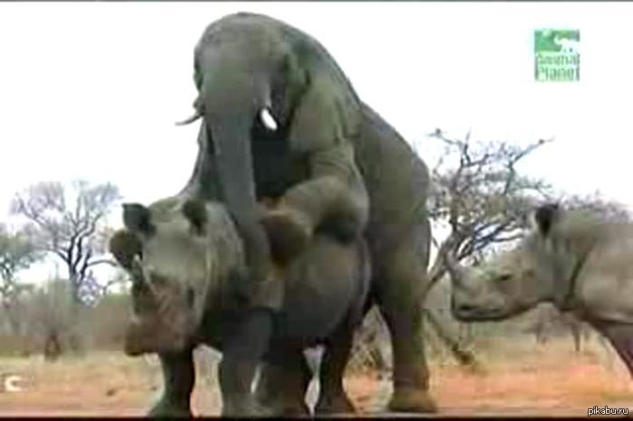 Now you have seen more - NSFW, Elephants, , Astonishment