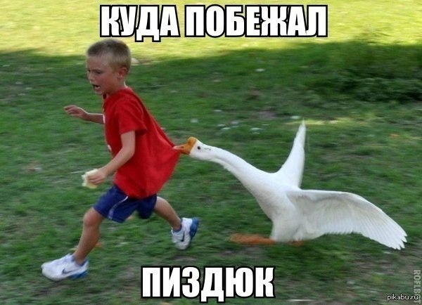 гусь из челябинска