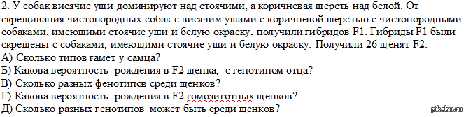 у собак висячее ухо доминирует над стоячим. у собак висячее ухо доминирует над стоячим. у человека ген длинных ресниц доминирует над геном коротких. у собак висячее ухо доминирует над стоячим. у собак висячее ухо доминирует над стоячим.