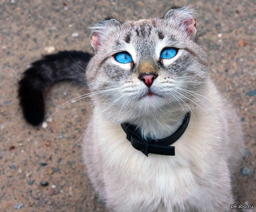 Паспорт отдал владельцу, всем спасибо.