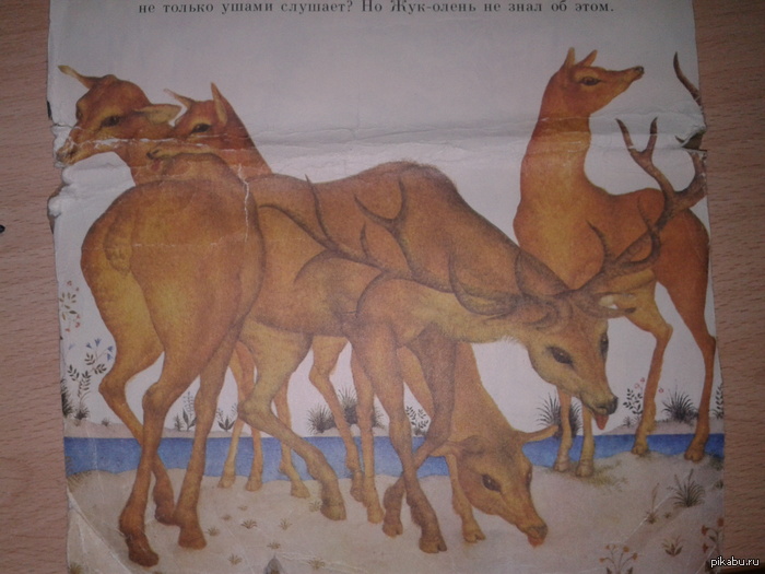 5 голов, 16 ног.