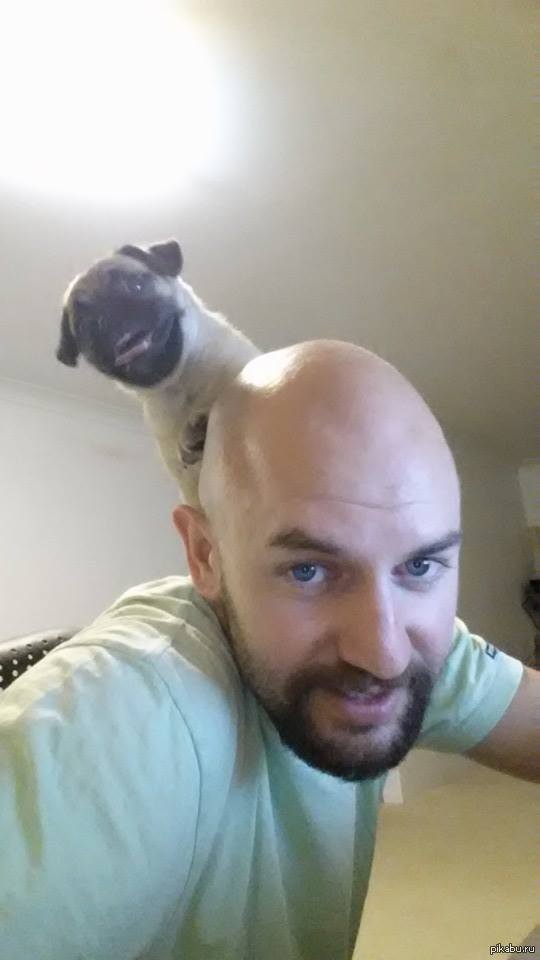 Собаки тоже любят фотографироваться | Пикабу