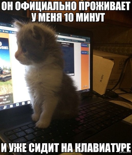 Напуганный кот. Минут он уже в. Минут он уже в. Comixme. Минут он уже в.