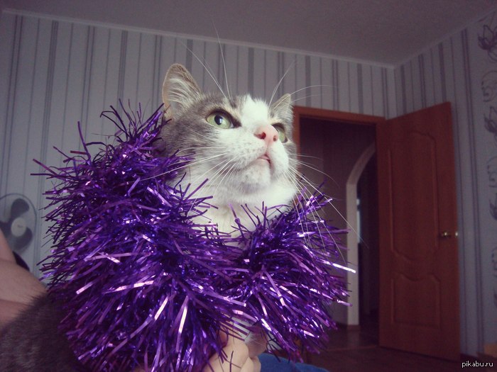 ���������������� ��� ����, �����������