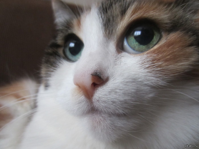 Моя кошка | Пикабу