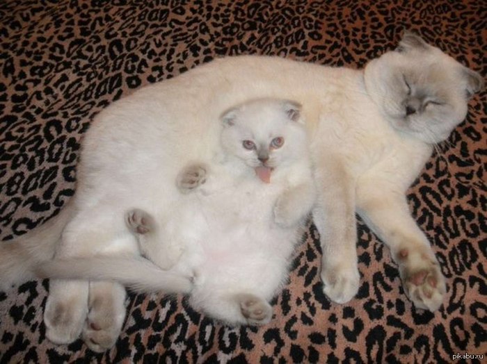 Всем пушистого котика!