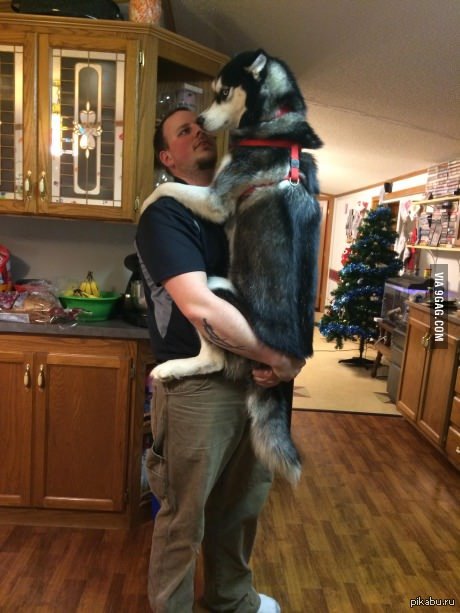 ��� ���� ��������