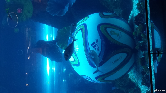 Просто футбольный мяч в аквариуме