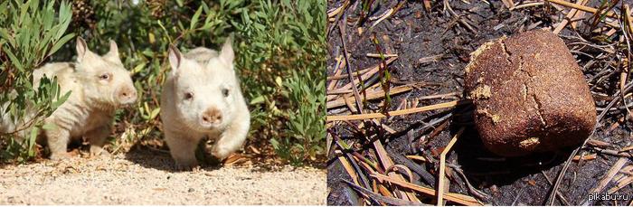 Вамбаты - кубические засранцы. | Пикабу