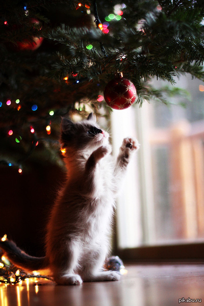 New Year mood everyone! - New Year, cat, Christmas trees