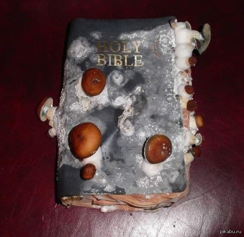 Holy bible