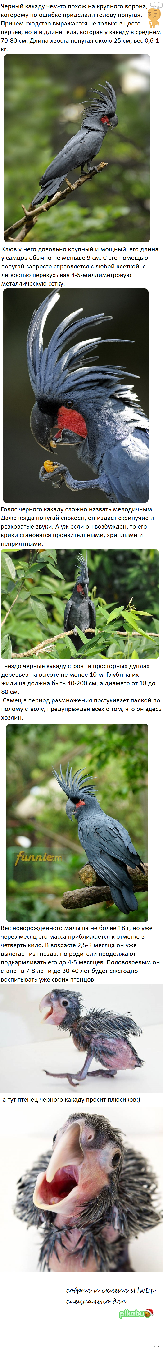 Всем черного какаду:)