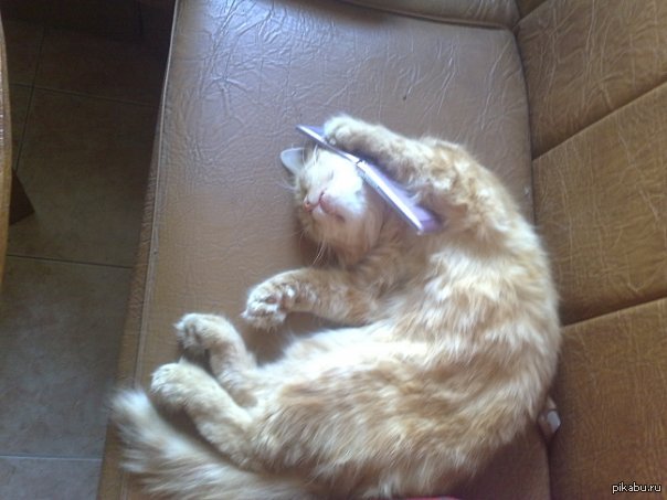 Два пакета вискаса и банку валерьянки пожалуйста