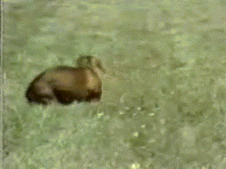 ���� ���������