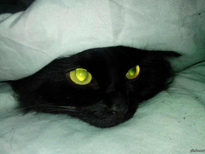 Новый год для животных не в радость...