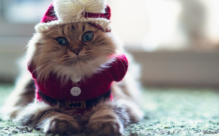 � �����������, ������!