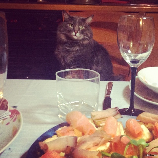 Гот ужин. Ужин с котом. Коты романтический ужин. Коты за столом. Романтичный ужин котики.