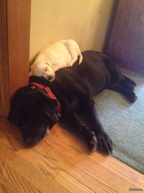 ������ ����� ��� ���