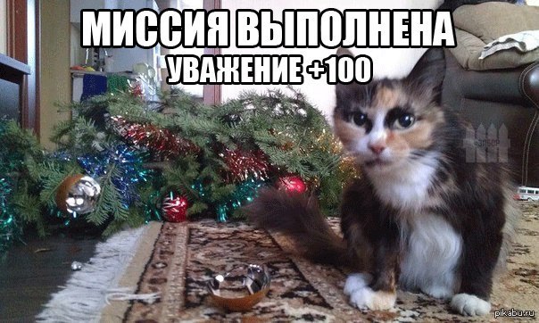 котоЕлка | Пикабу