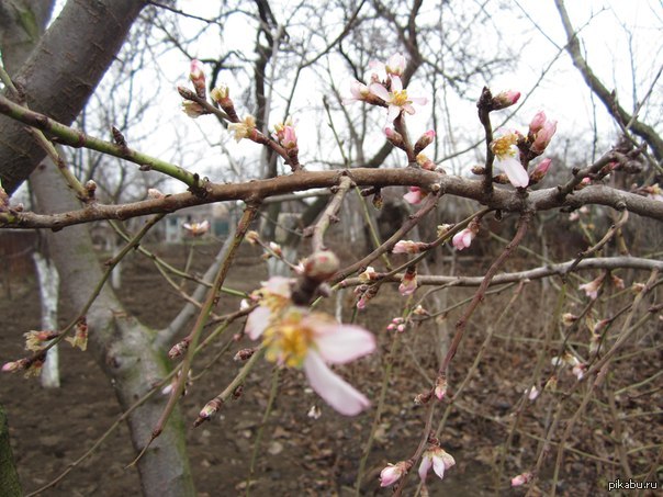 А у нас в городе зацвели персики.