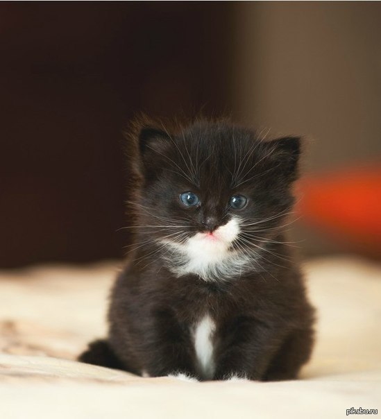 Котята с белыми лапками. Черный котенок. Котенок черно-белый. Маленький черный котенок. Маленькие чёрные пушистые котята.