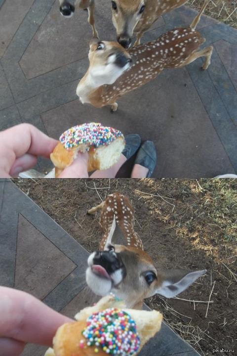 omnomnom | Пикабу