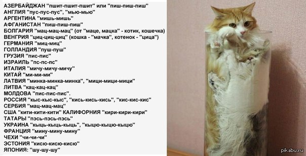 Кис на русском языке. Как подзывают кошек в разных странах. Позвать кота на разных языках. Как подзывают кошек на разных языках. Как по немецки подзывают кошек.
