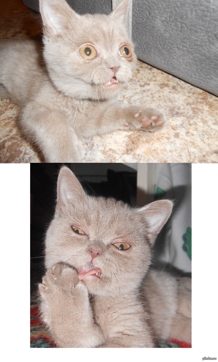 ������ �������