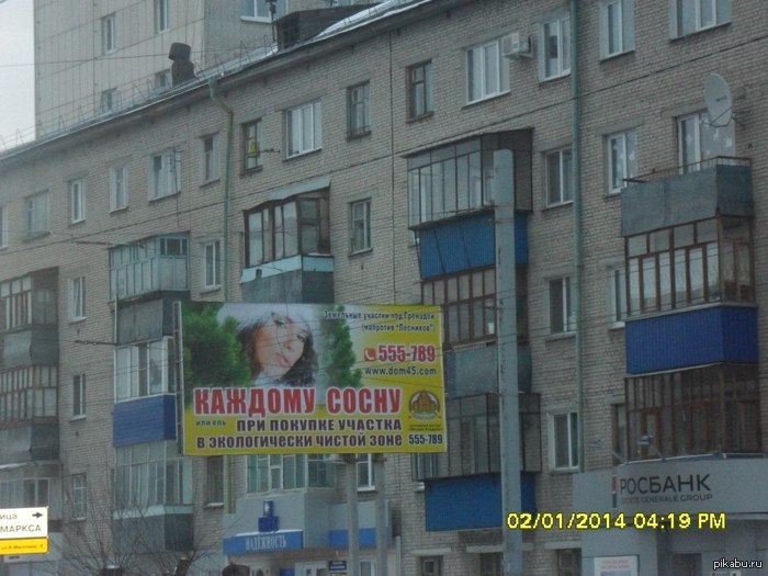 КАЖДОМУ СОСНУ или ель | Пикабу