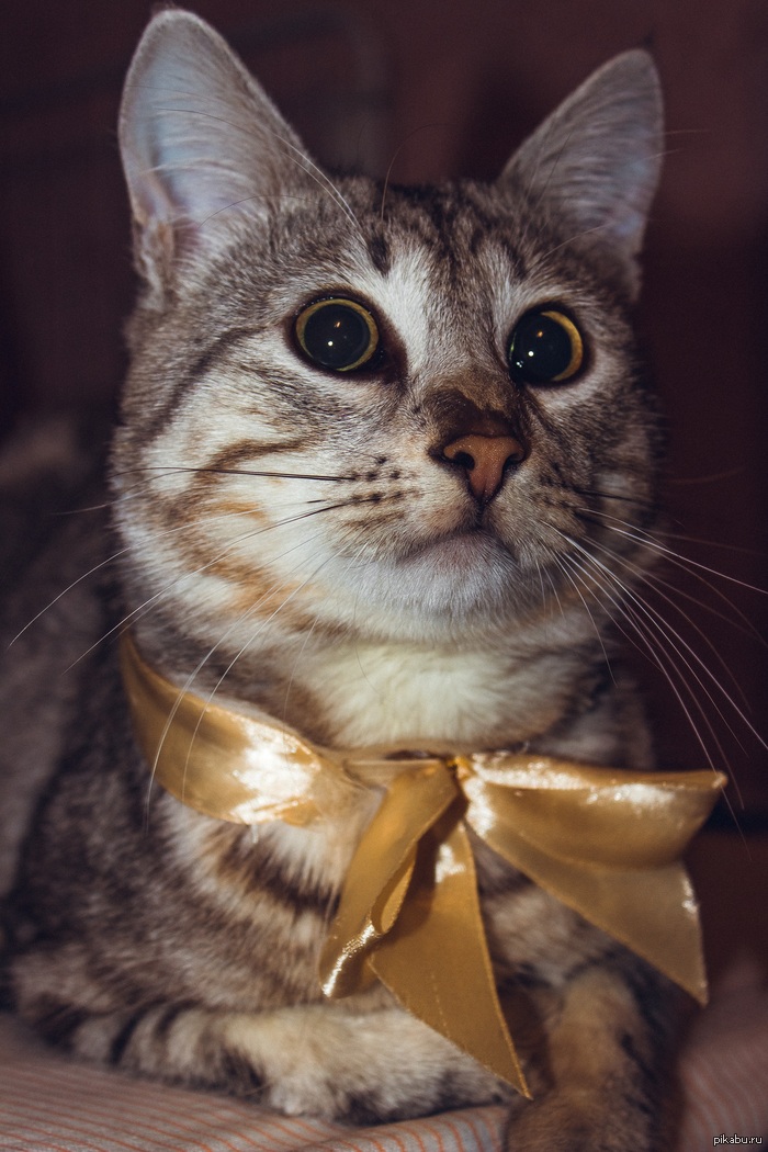 ���������� �������