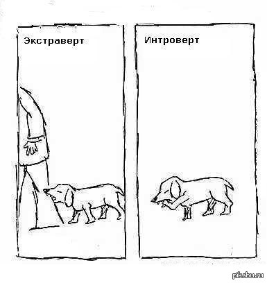 Интроверт и экстраверт | Пикабу