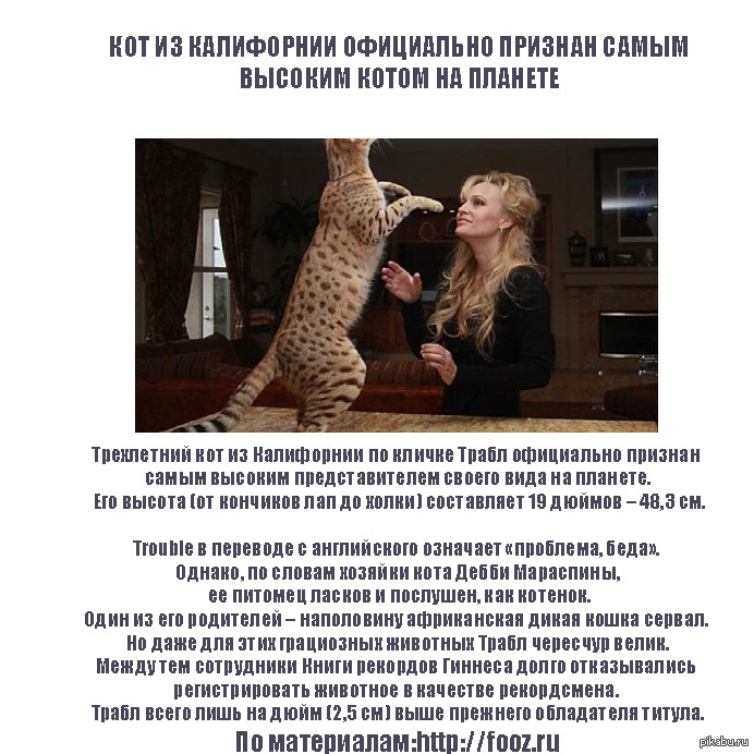 КОТ - рекордсмен