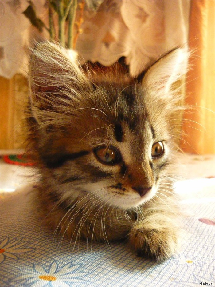 ��������� ���