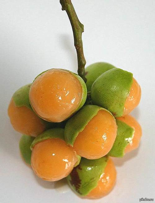 Jamaican Fruits