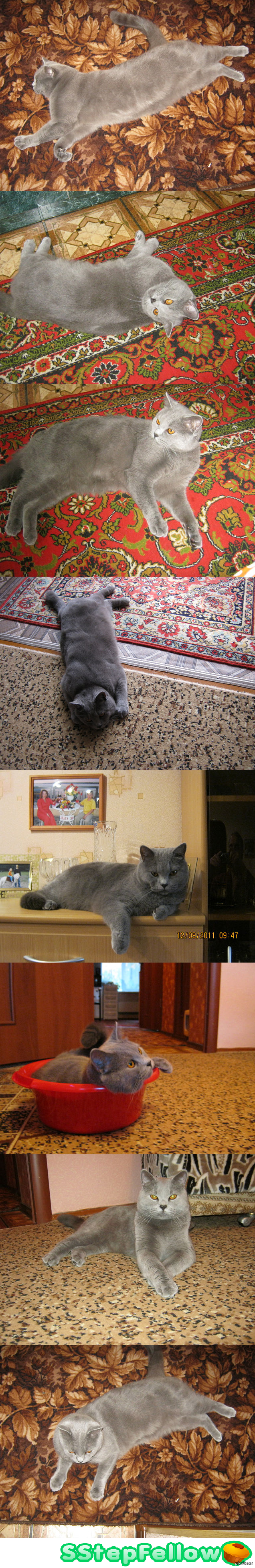 Знаю, что на Пикабу любят котеек, вот, решил показать своего британца) P.S. Зовут Филька)