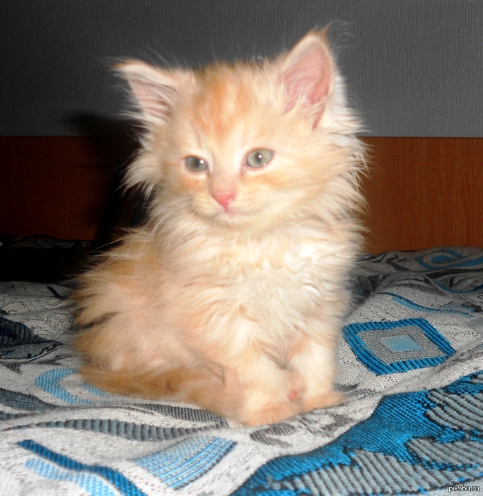 Котейку на ночь)