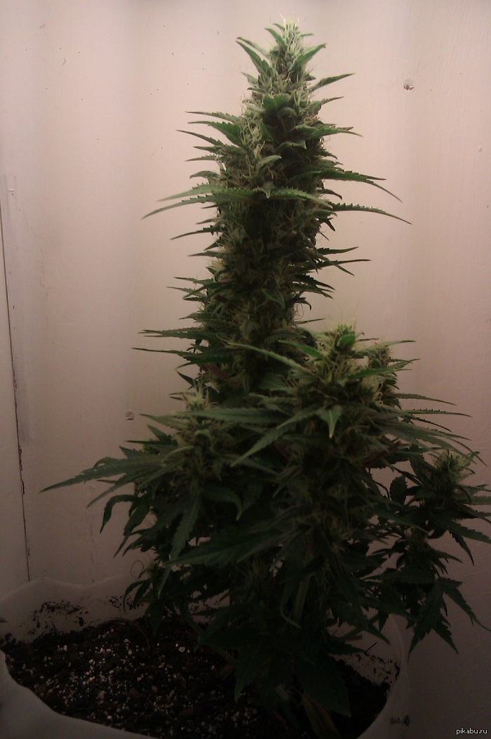 ������� �� �����������