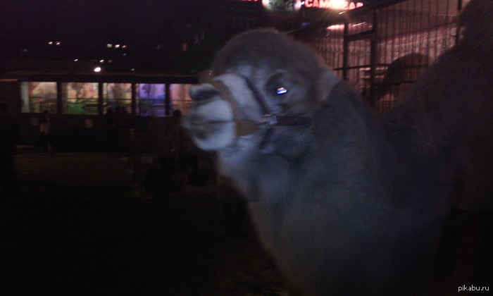 ацкий зверь