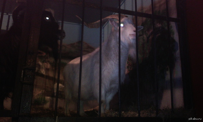 ацкий зверь 2