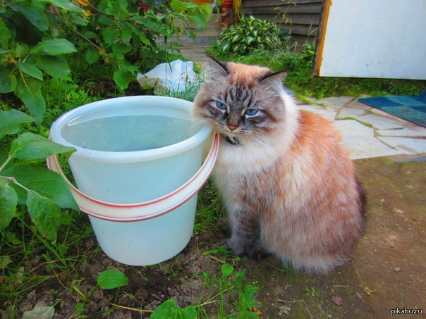 ������� ��������.