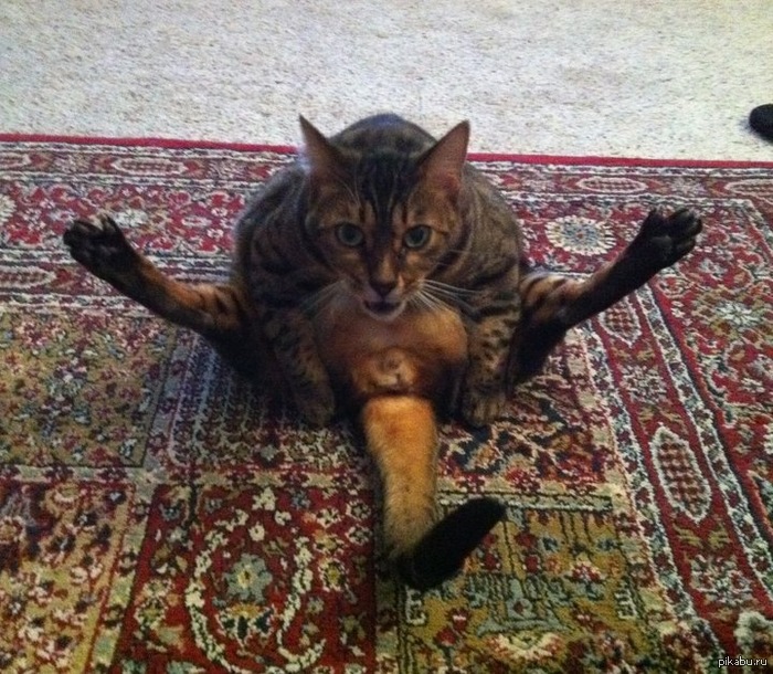 How my cat greets me when I get home - Accordion, cat, Repeat, NSFW, Pose