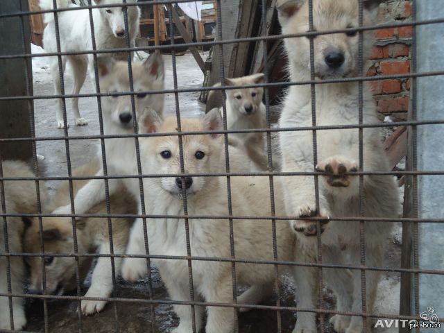 Уважаемые проводники,помогите с доставкой щеночка! Просьба в ТОП,для минусов сколько угодно комментов внутри!
