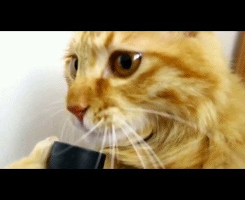 While the owner is away... - cat, Vacuum cleaner, Language, GIF