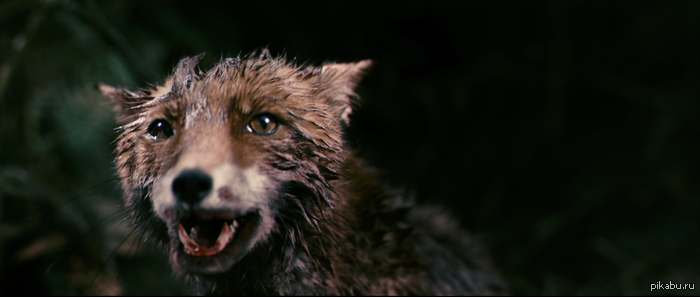 What does the fox say?